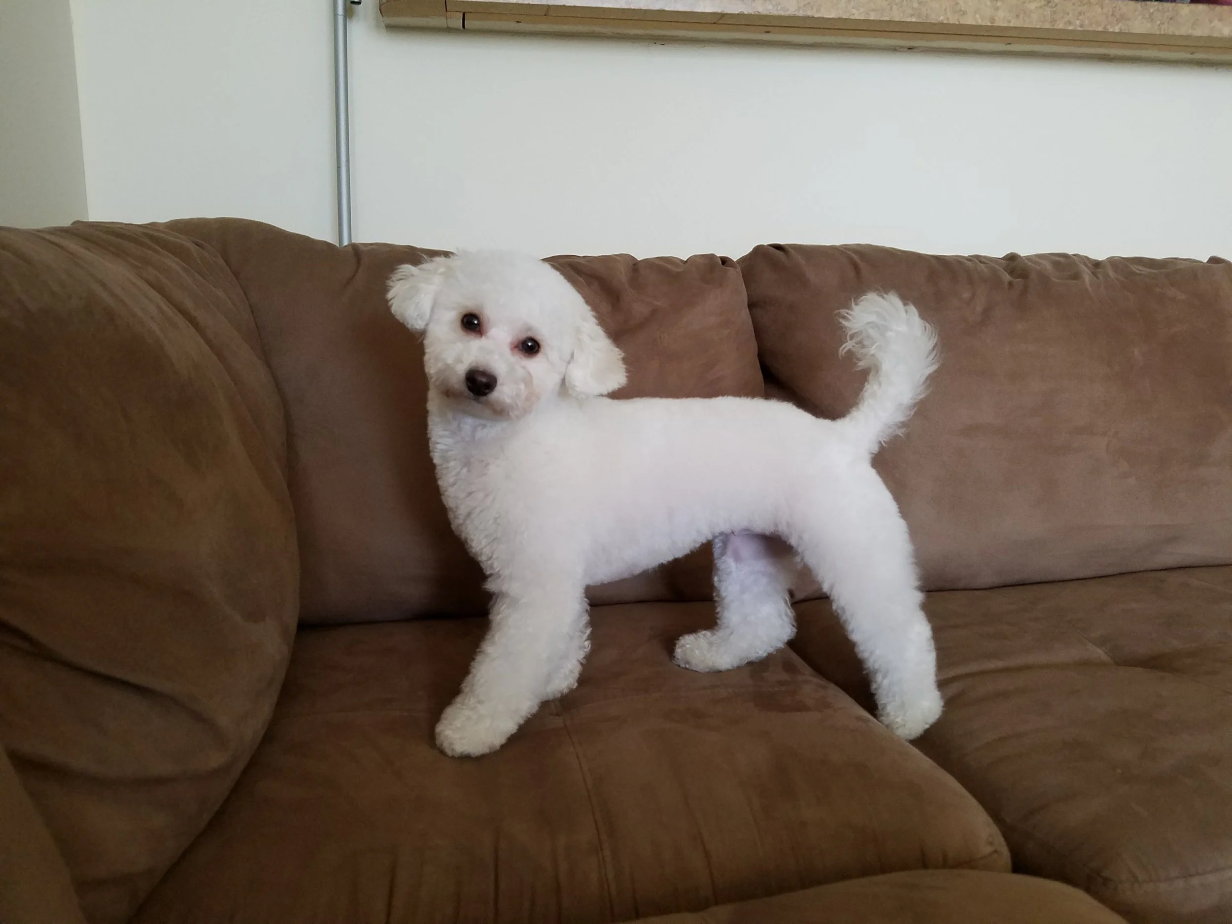 Fresh Haircut !