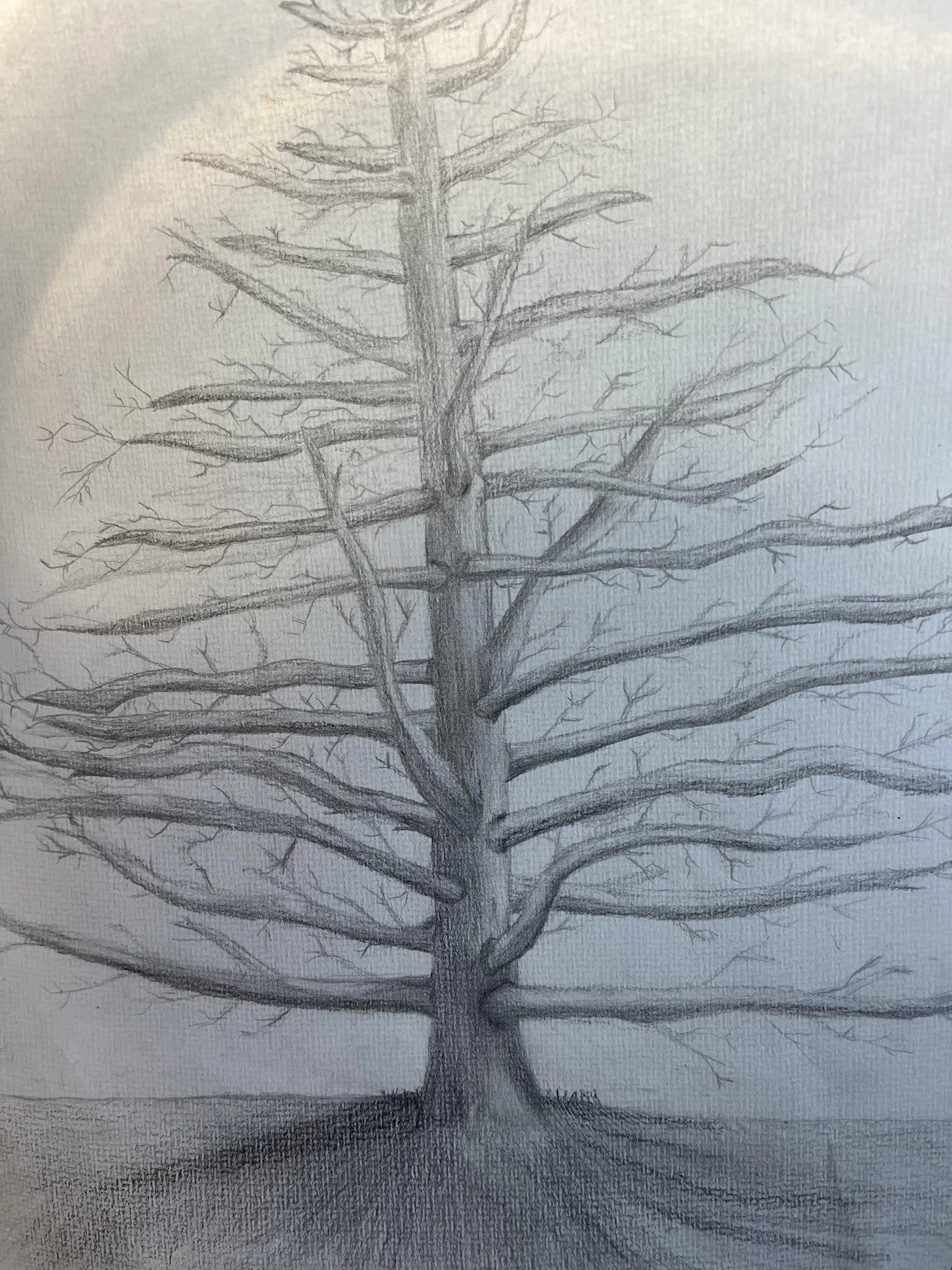 PIC 3 Tree by Astro Day Year 6.jpg