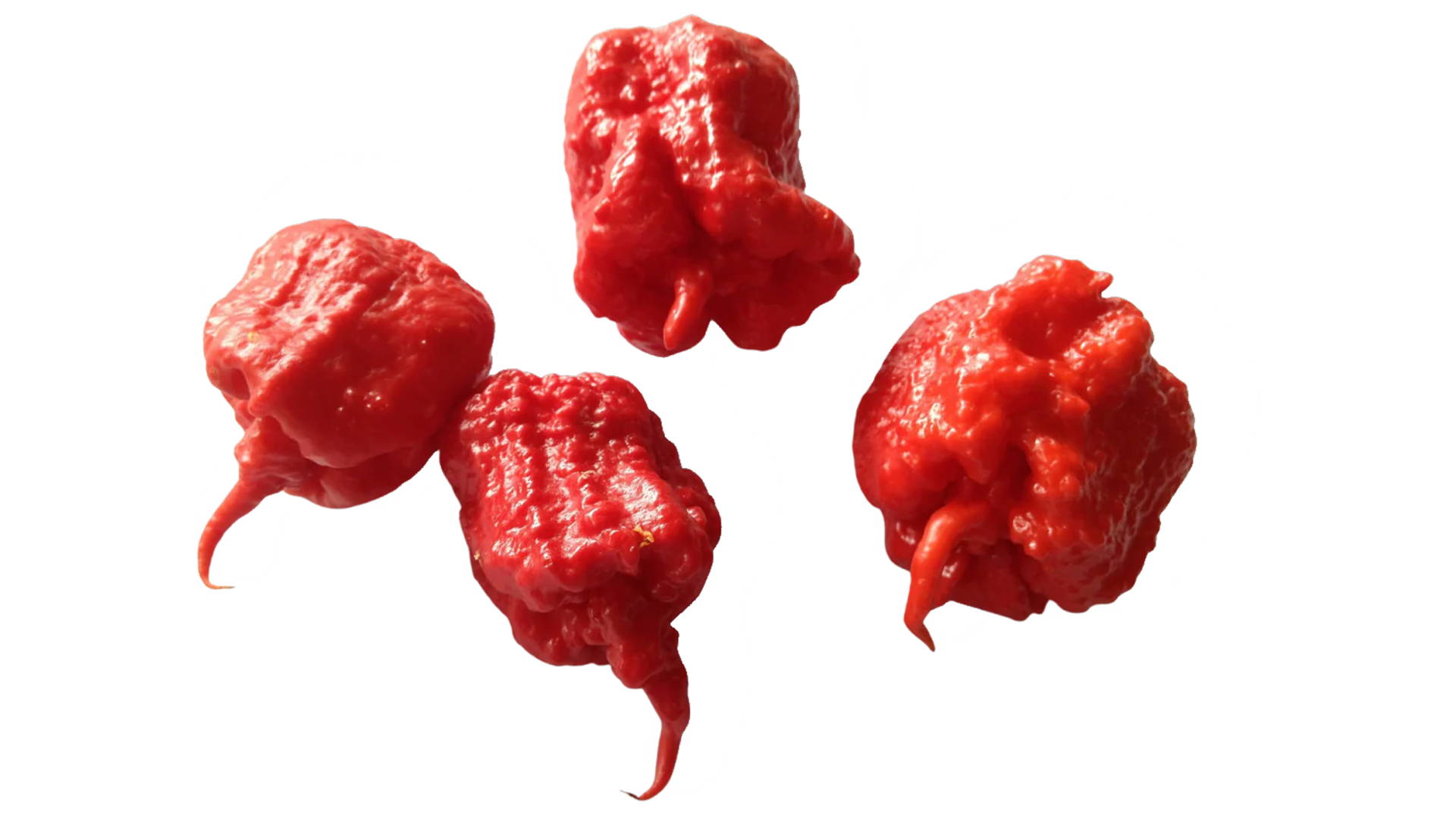 I’m Growing Carolina Reapers