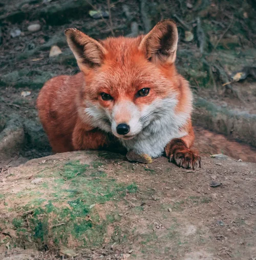 Animal photo album cover