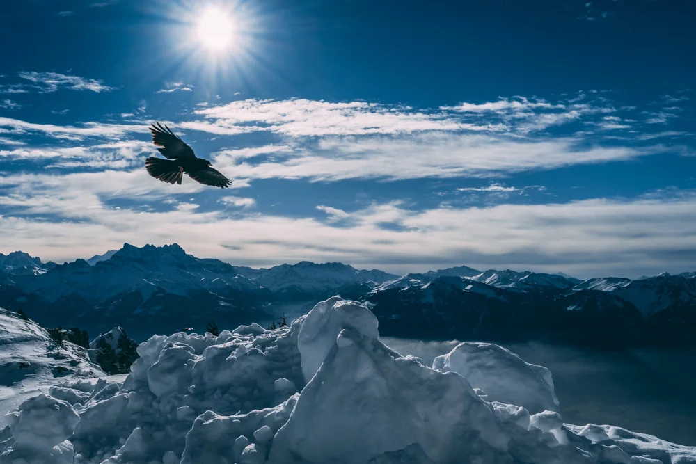 Original photograph of a bird above a snowy mountain panorama