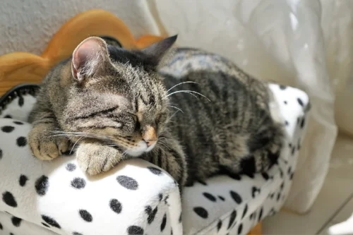 Gotta hit your cute kitty quota for the day.