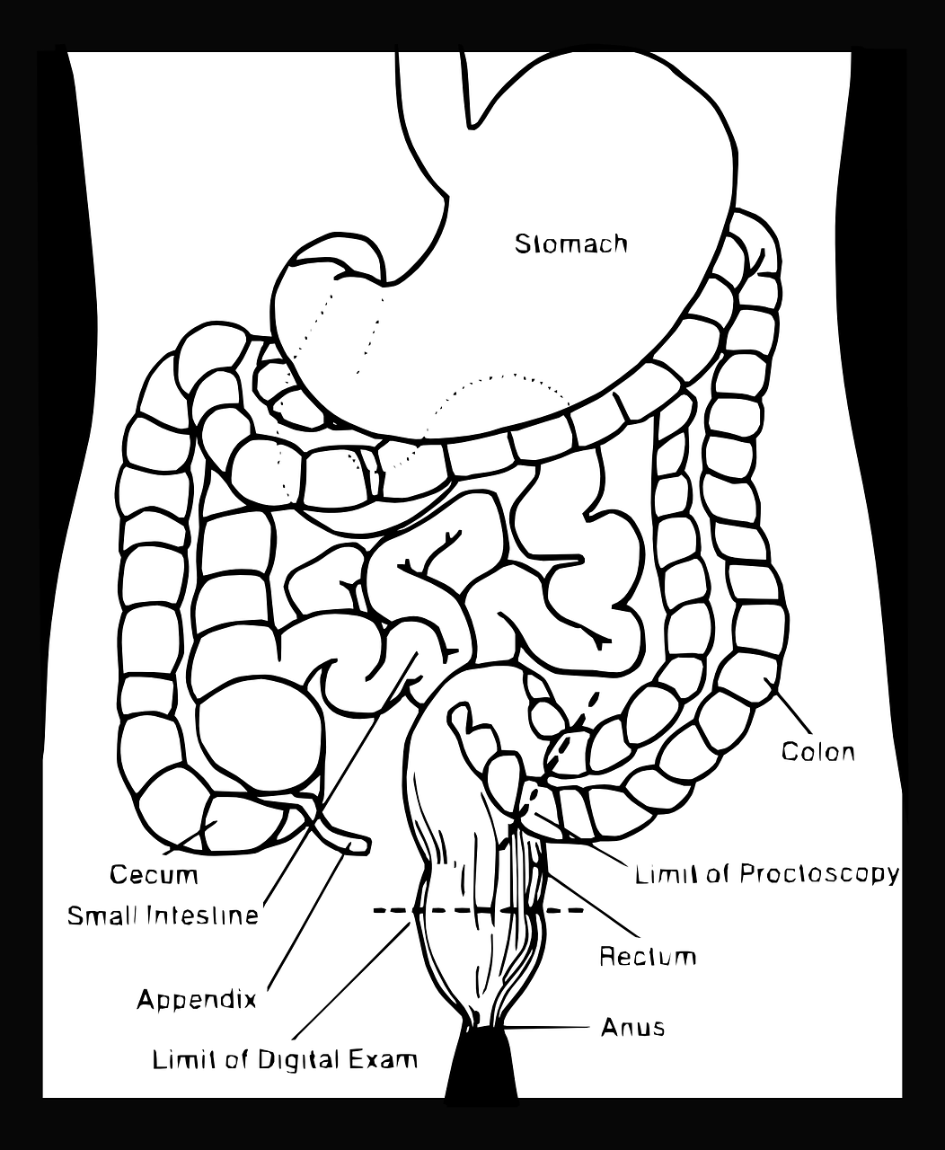digestive-40607_1280.png