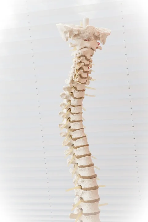 spine-2539697_960_720.jpg