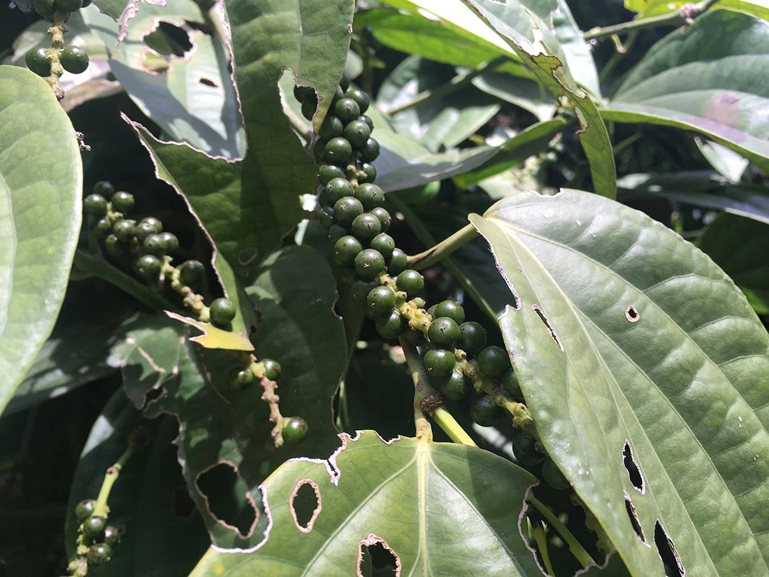 On the tour we also learnt that this is a pepper plant.The berries had such a peppery smell.