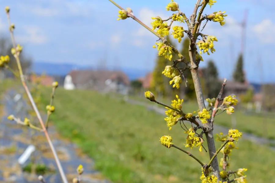 Kornelkirsche Wildobst Arboretum Seetal, (c) Martina Räber