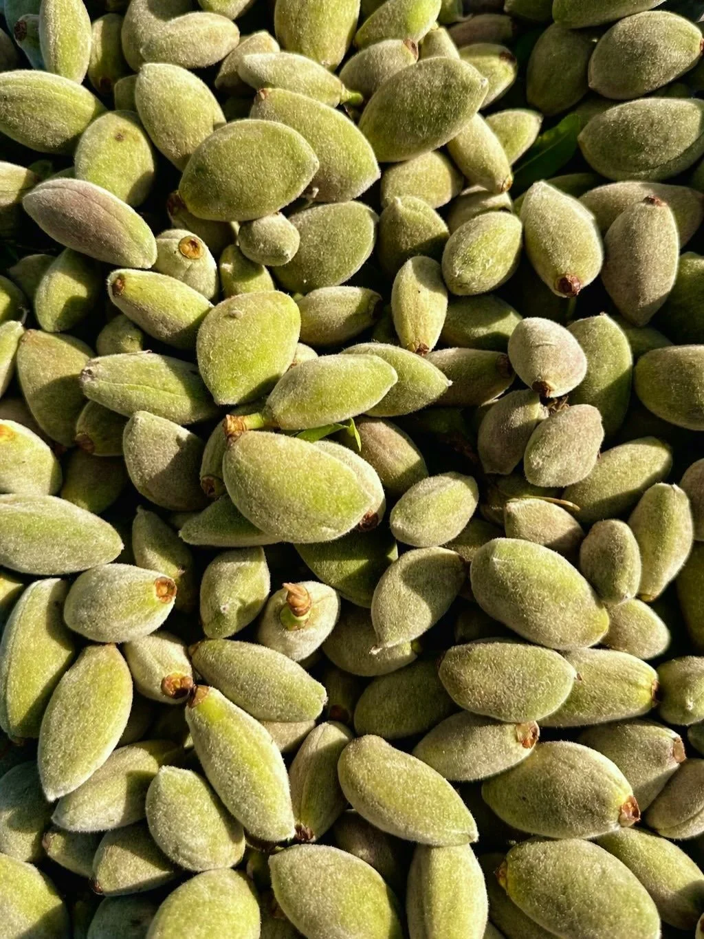 It&rsquo;s green almond season 💚 Here&rsquo;s a glimpse behind our green almond makdous prep