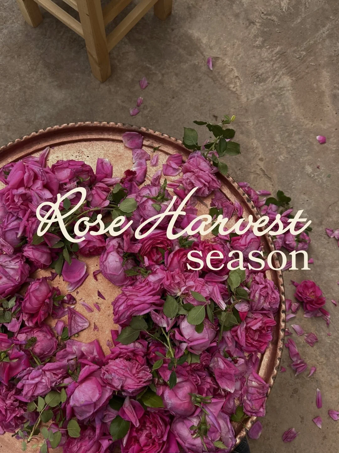 Rose harvest from the Bekaa Valley

At 7AM, these lovely ladies gently hand-pick the roses, stem by stem, while the most beautiful fragrance fills the air

This is how flora blends into our desserts 🌹