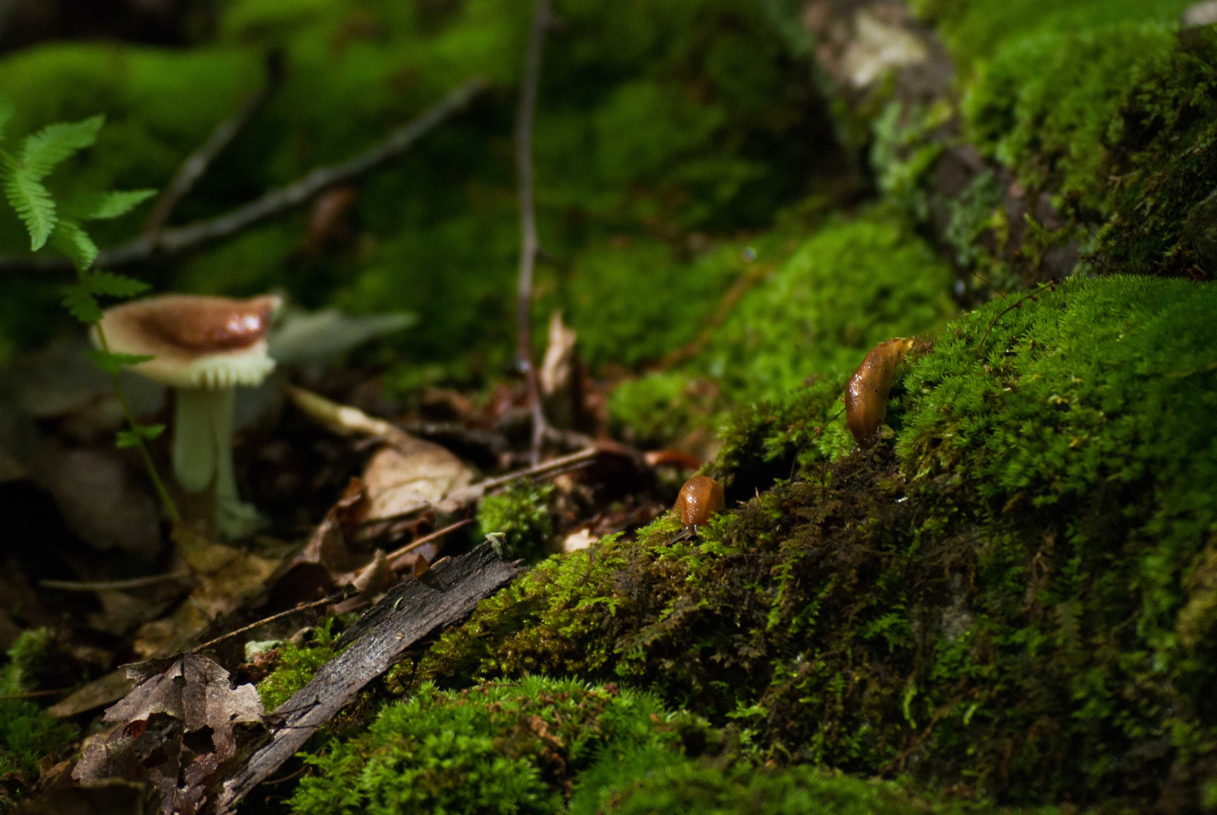 Laurel_Ash_Farm_Slugs_mushroom_lo.jpg