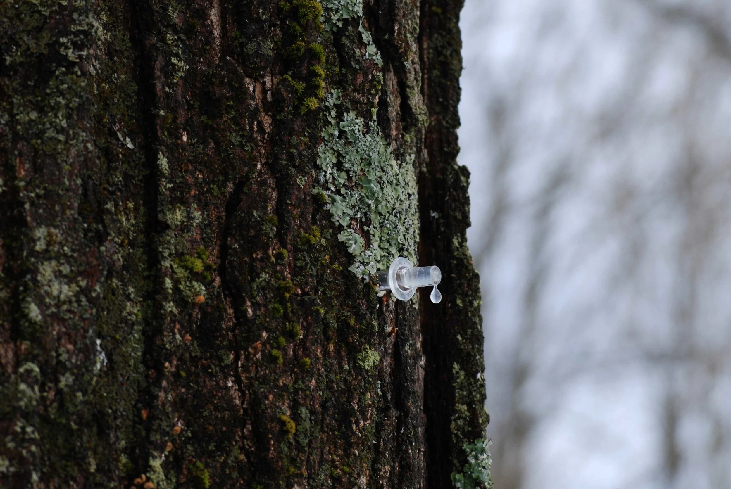Laurel_Ash_Farm_sap_drip_lo.jpg