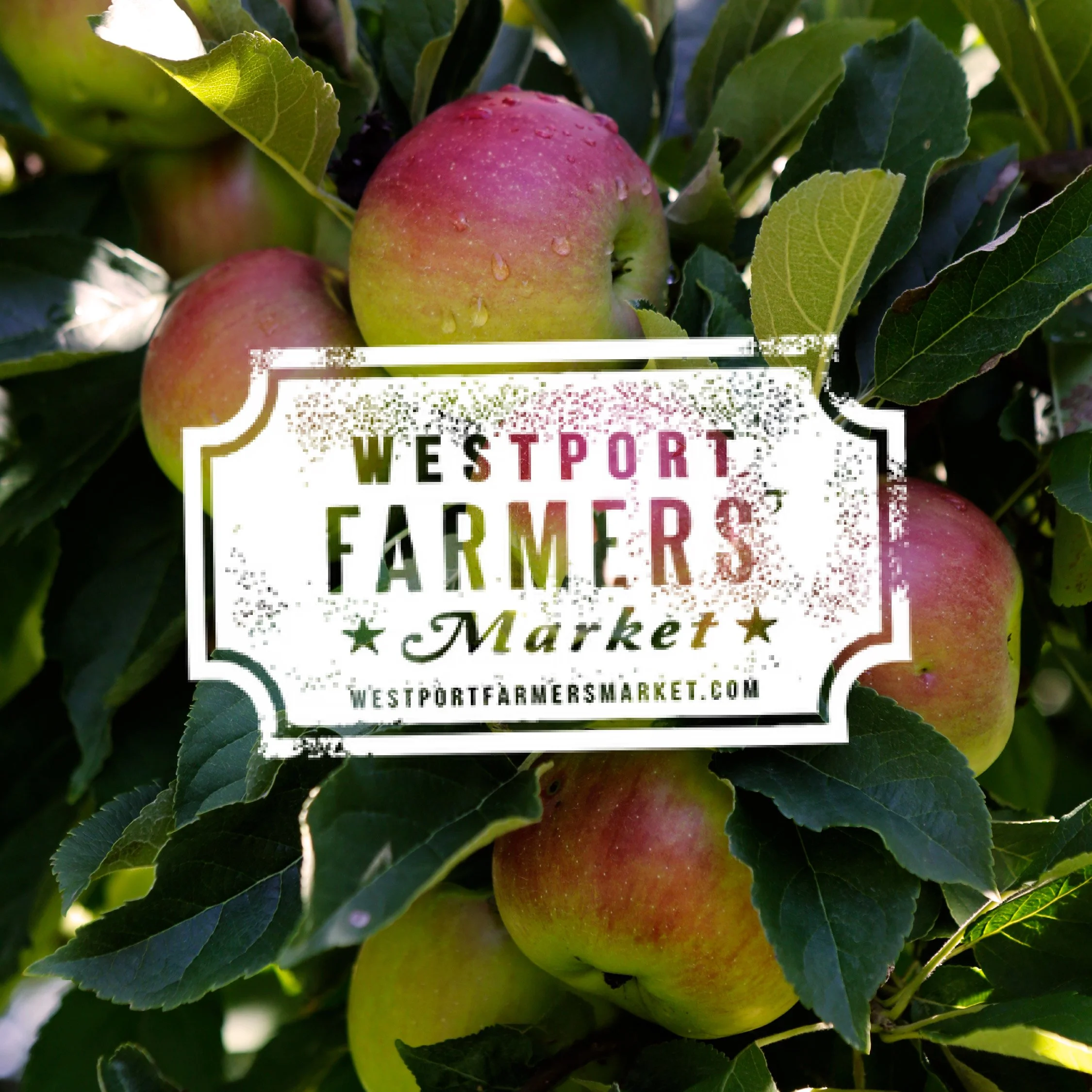 WESTPORT, CT FARMERS' MARKET | 10.29