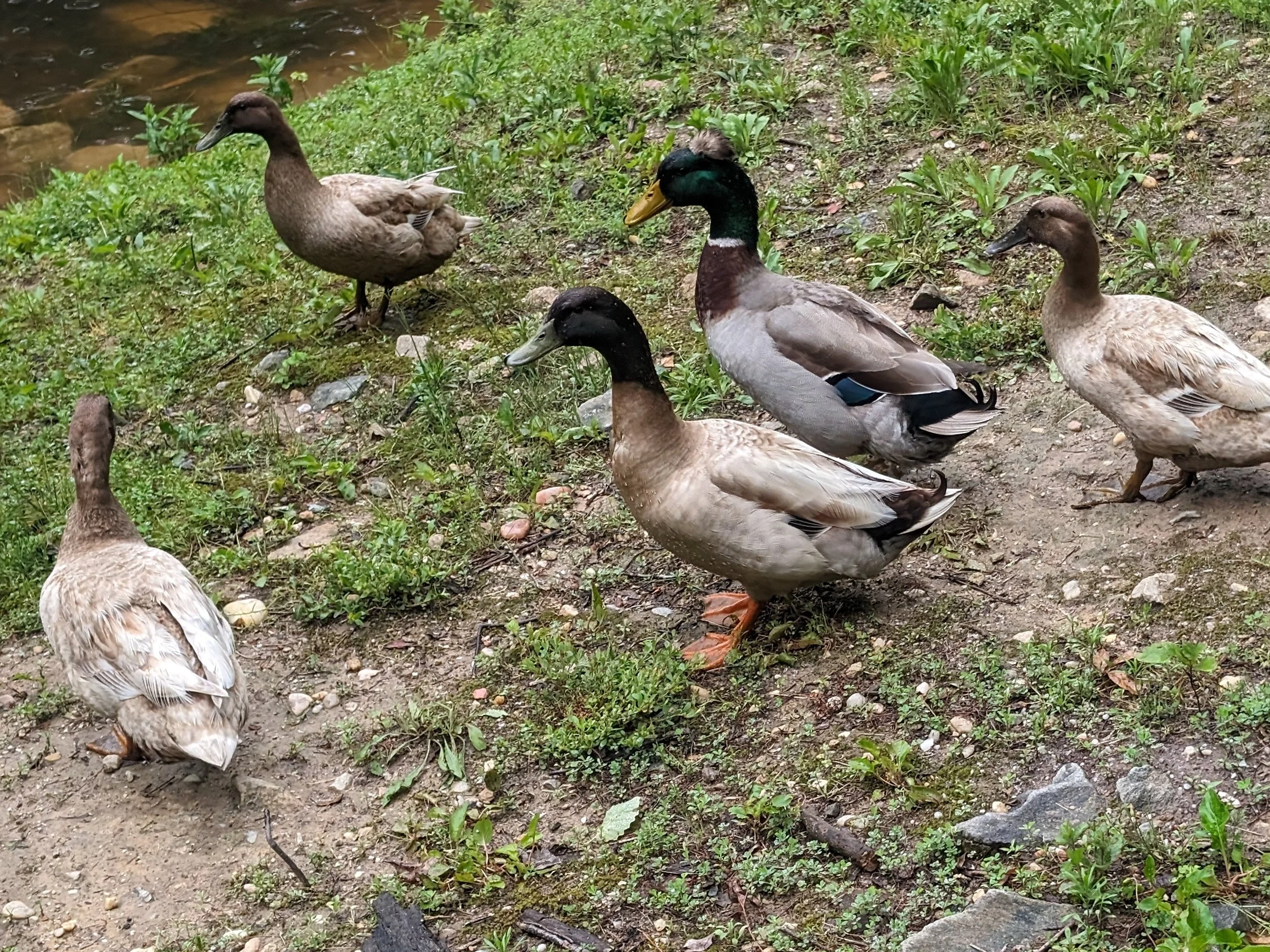  Ducks oversee the pond shot 