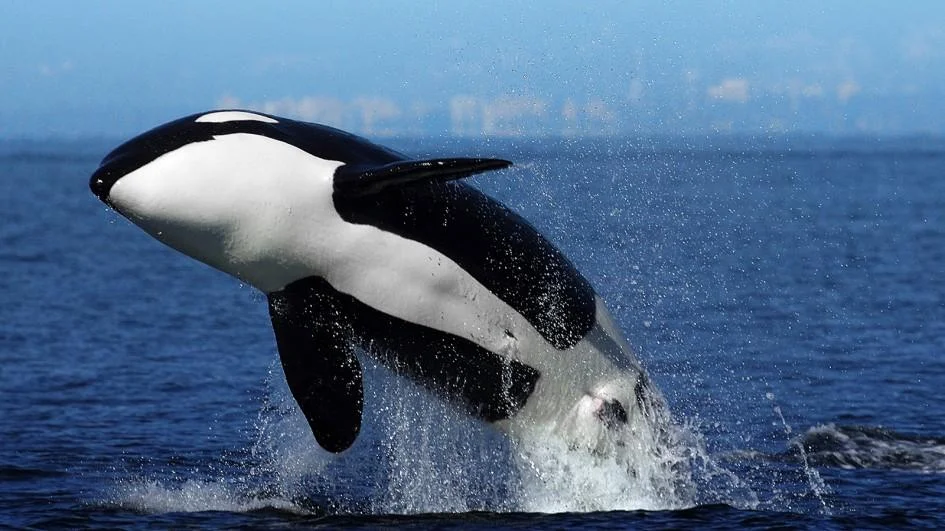 Image source: Kids National Geographic