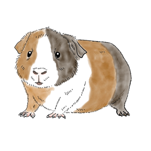 Featured image of post Clipart Cartoon Guinea Pig Cartoon funny hamster isolated on white background