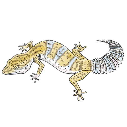 Leopard Gecko.png