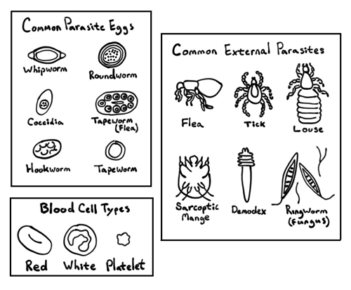 Lab Posters.jpg