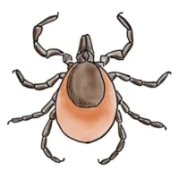 Tick.jpg