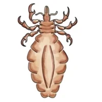 Louse.jpg