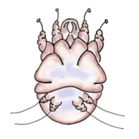  Sarcoptes scabiei