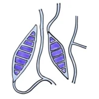  Microsporum canis