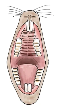 Rabbit mouth.jpg