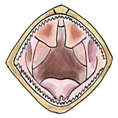Bearded Dragon Mouth.jpg