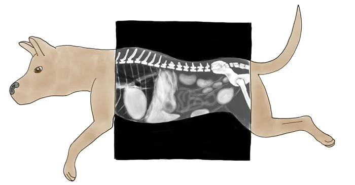 Here we can see the white, black, and shades of gray that come out in a radiograph! Notice how the area around the outside of the dog is black; this is because air is black in a radiograph! Anywhere the dog is, the radiograph is grey or white, because the dog made a 'shadow' in the X-ray beam. 