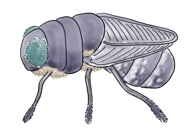 An adult botfly
