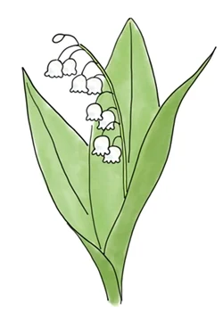 Lily of the Valley - Convallaria majalis