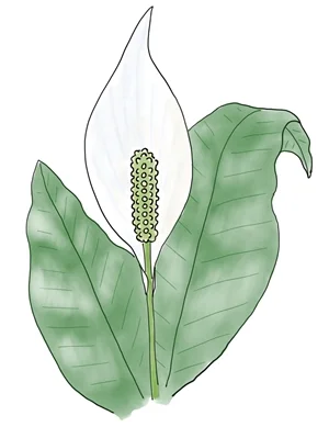 Peace Lily - Spathiphyllum