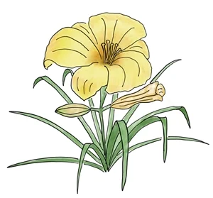 Daylily - Hemerocallis spp .