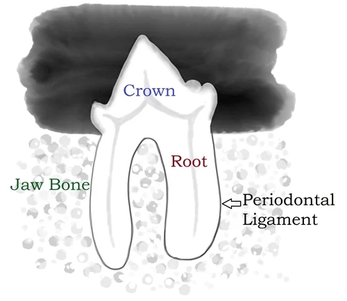 Tooth Xray Labeled 500.jpg