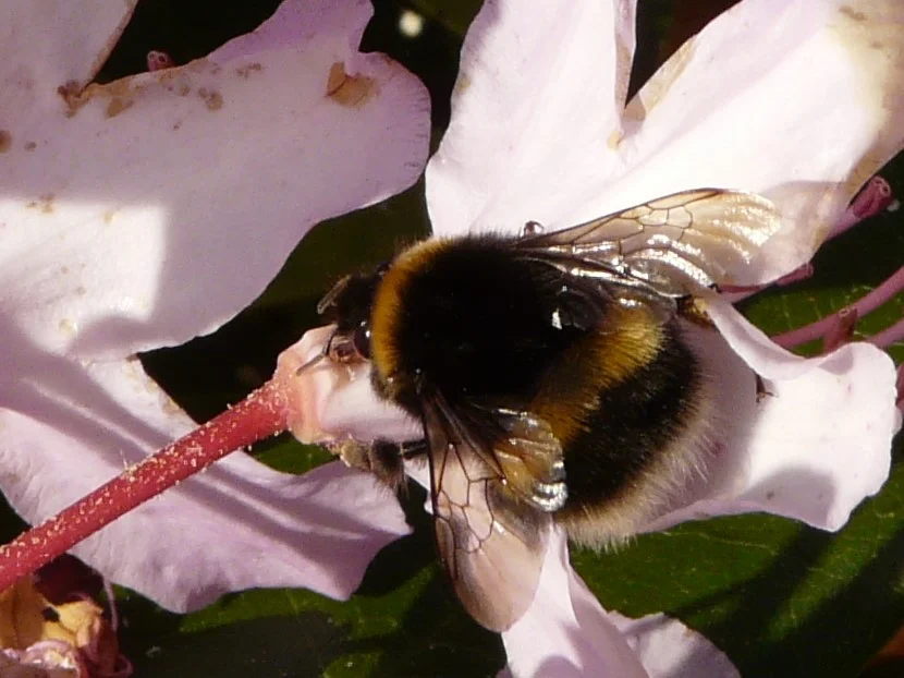 Little Wild Patch in April: Bumblebee Rescue