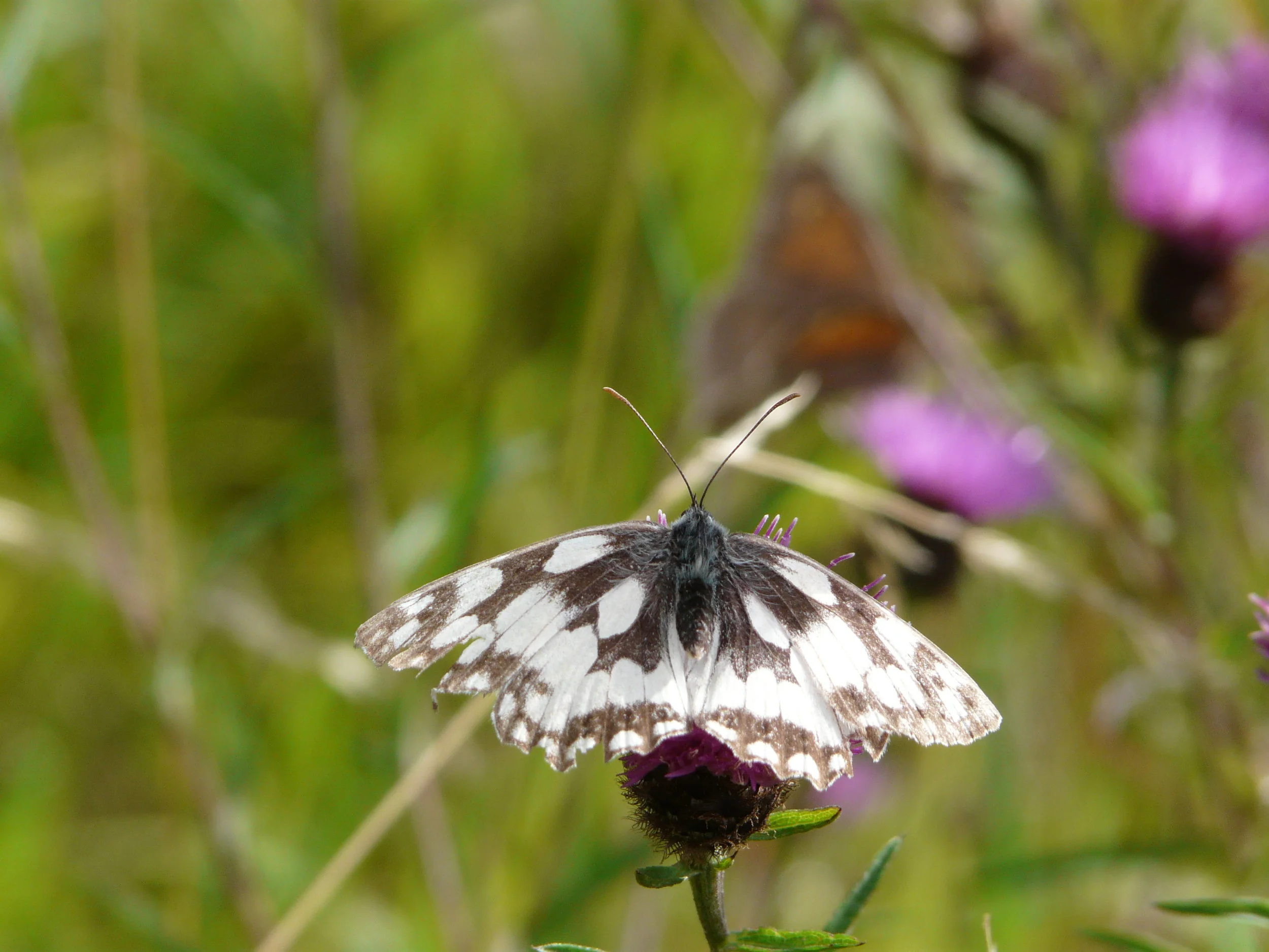 Nature in Mind - Watching Butterflies