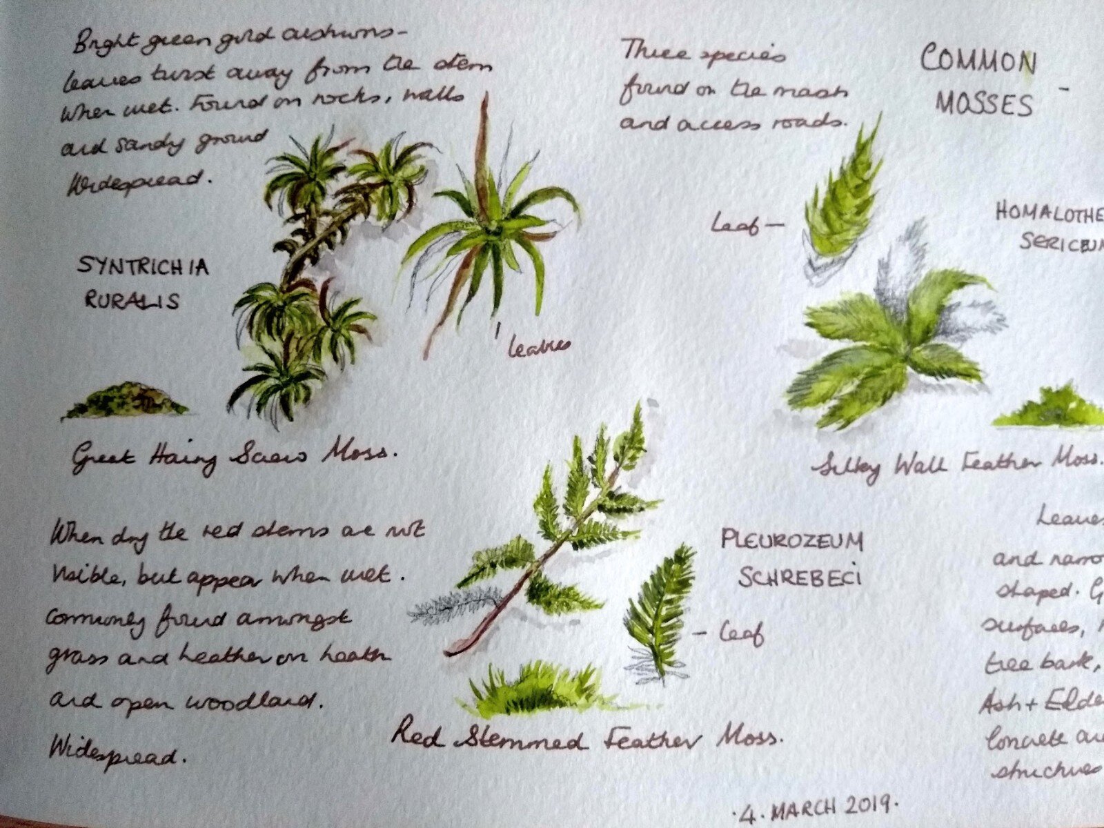 Different Sketchbook Styles - Methods For Observing And Drawing In Your  Nature Journal