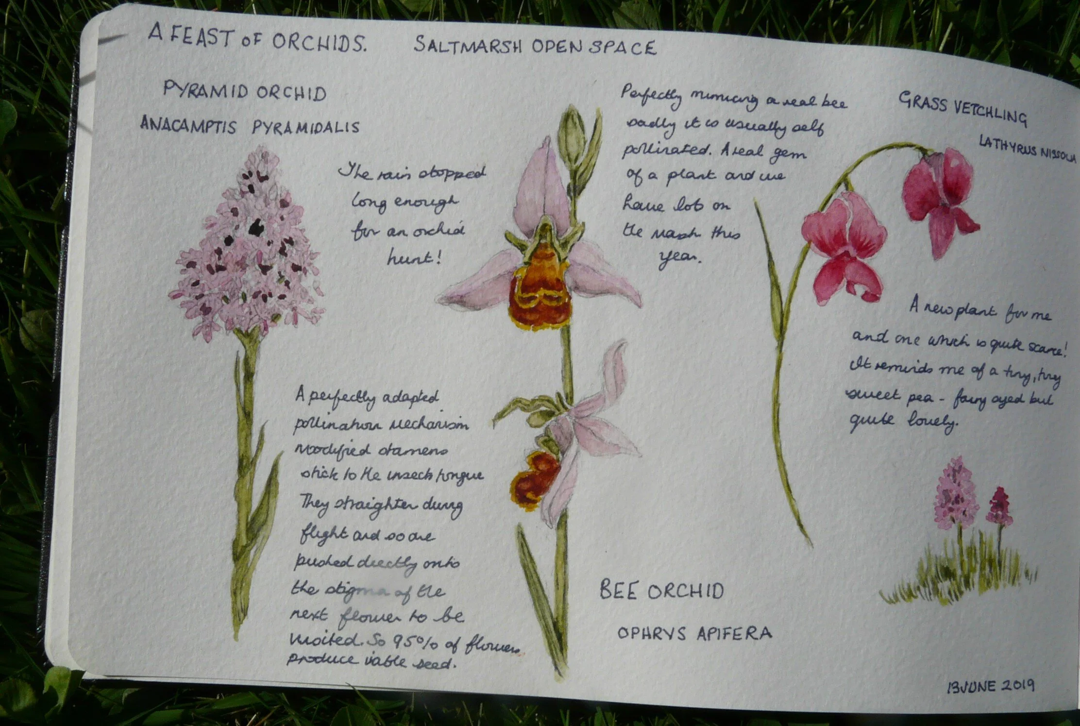International Nature Journaling Week 2020