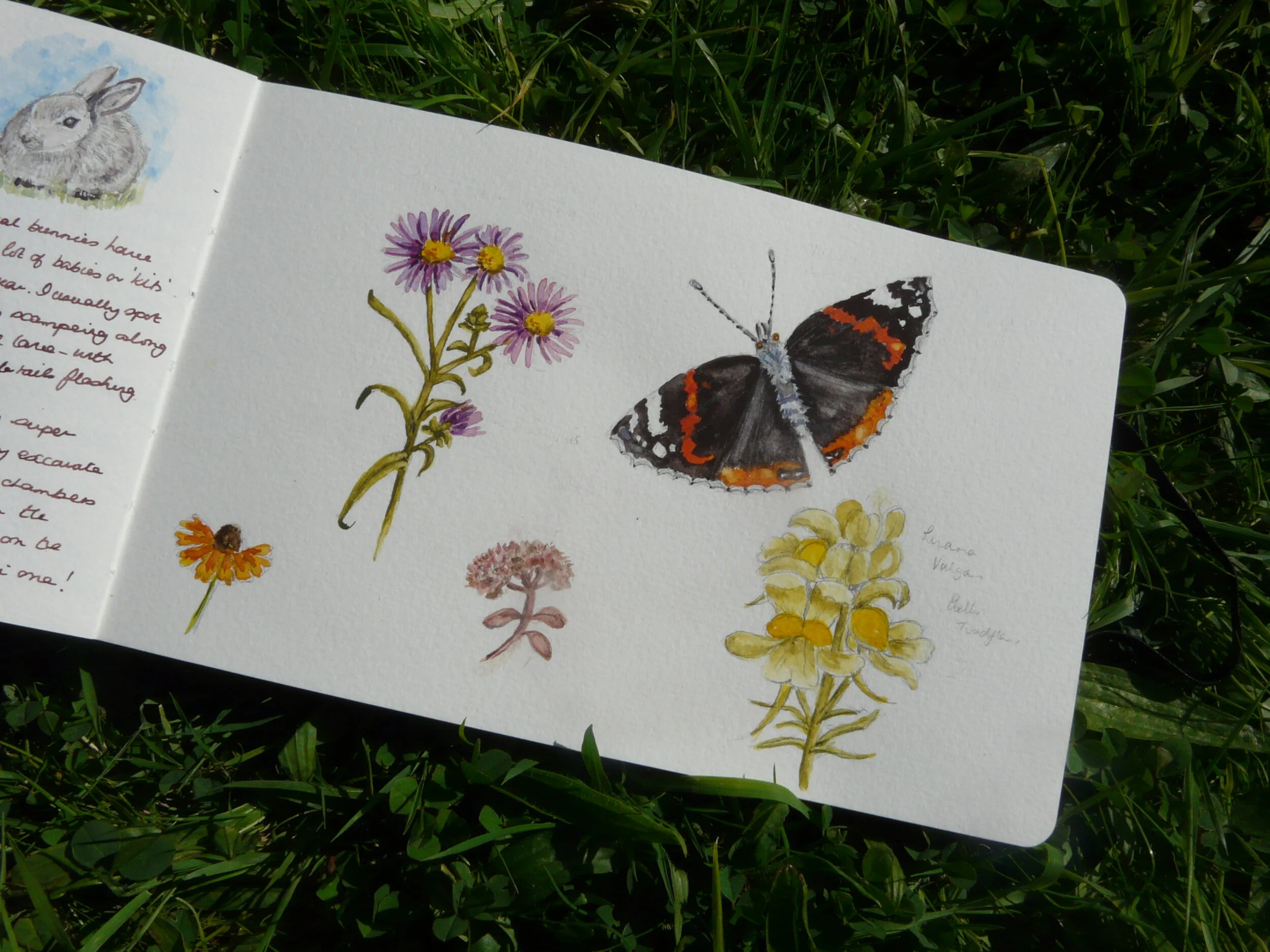 Can't focus on a subject for your nature journal? Start Small....