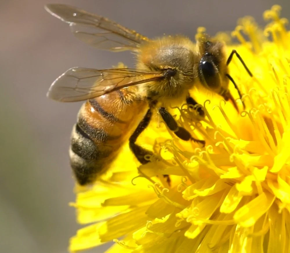 Earth Day Movie: "The Little Things that Run the World"