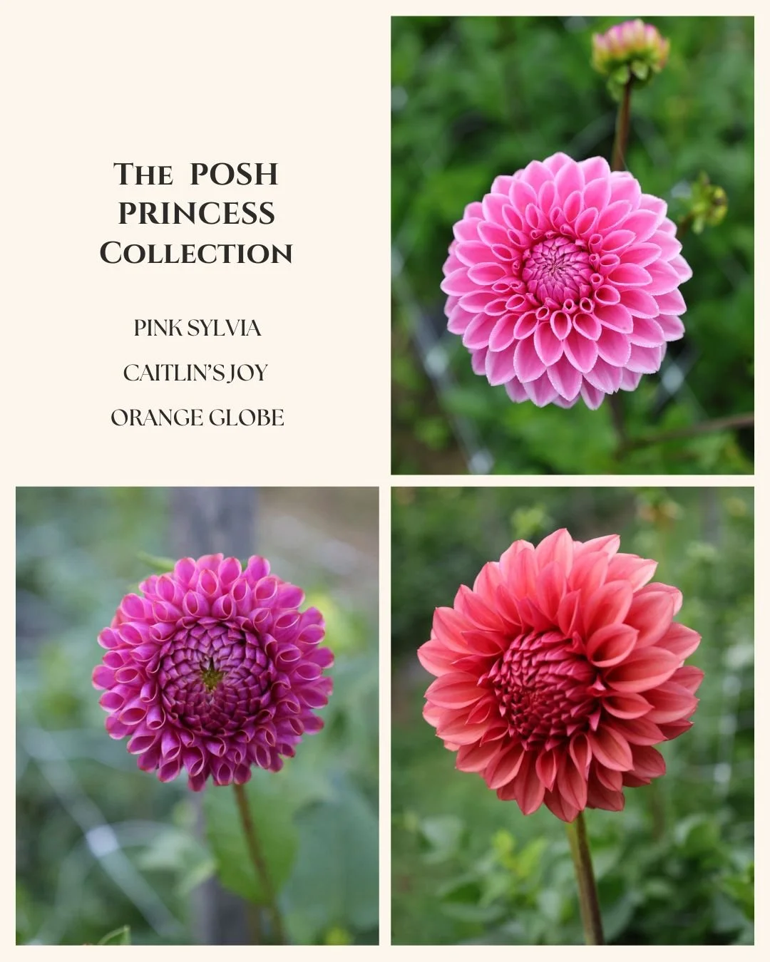 Posh Princess Collection.jpg