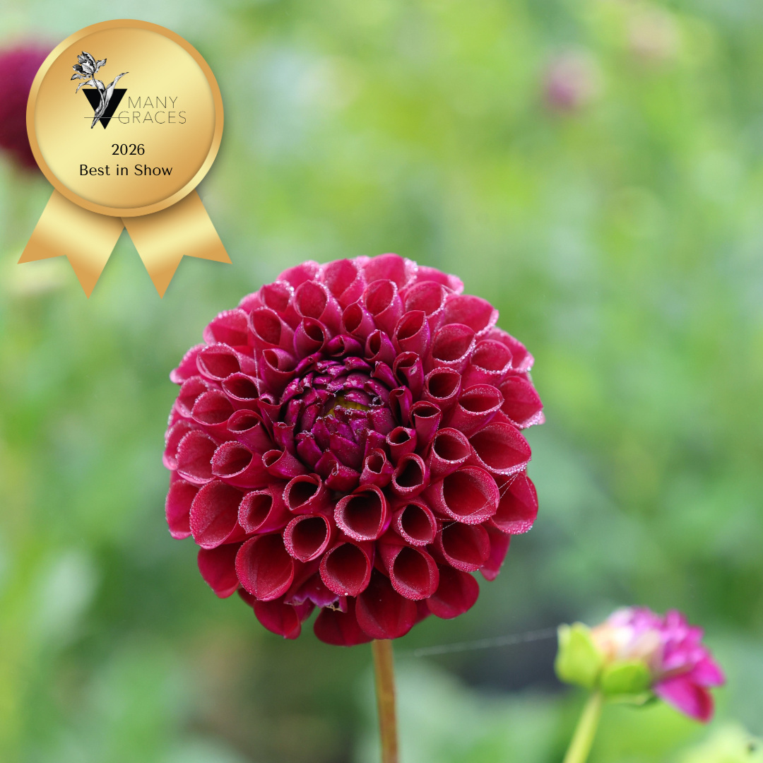 2026 Best in Show ivanetti.png