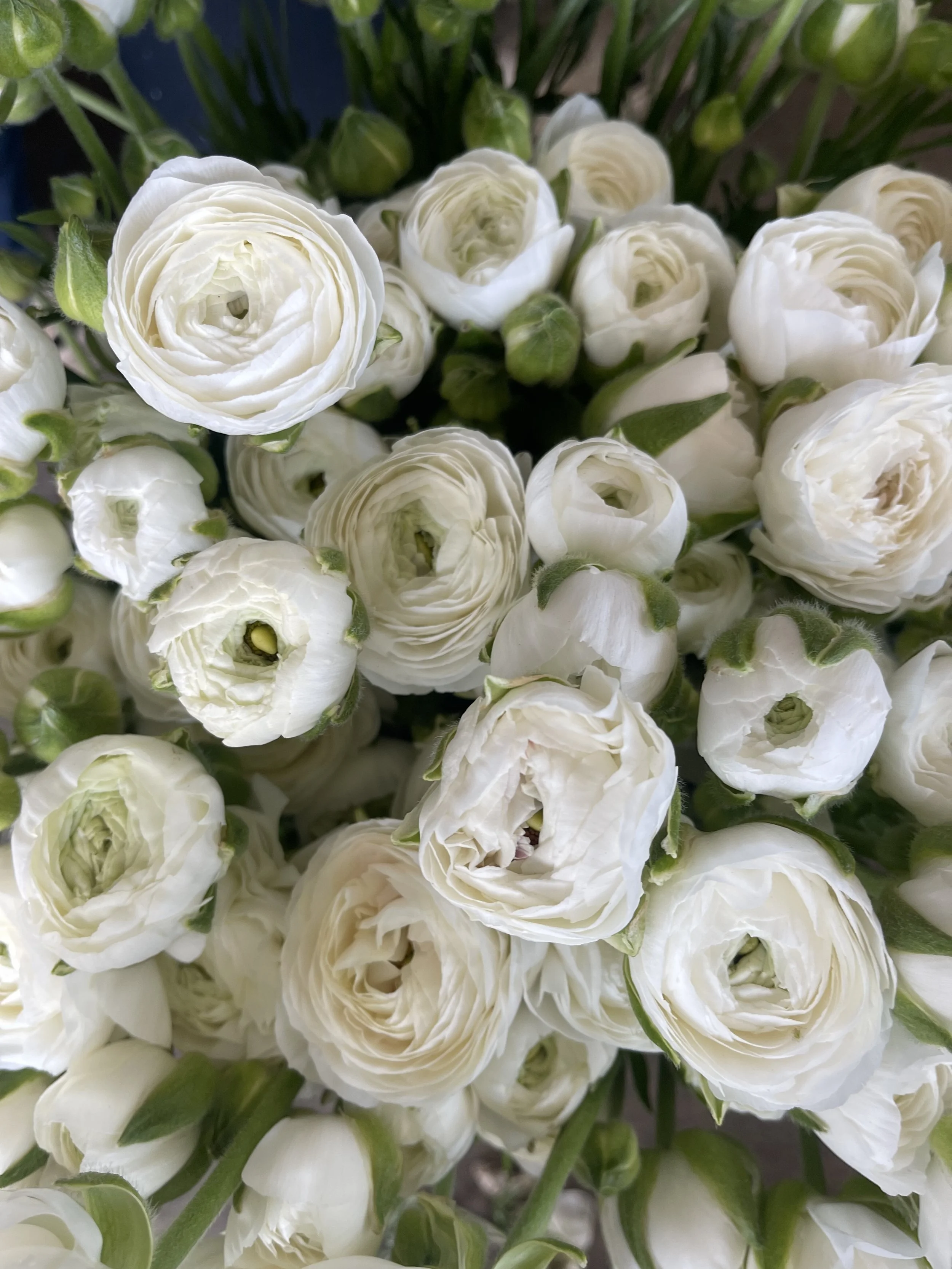 La Belle White Ranunculus
