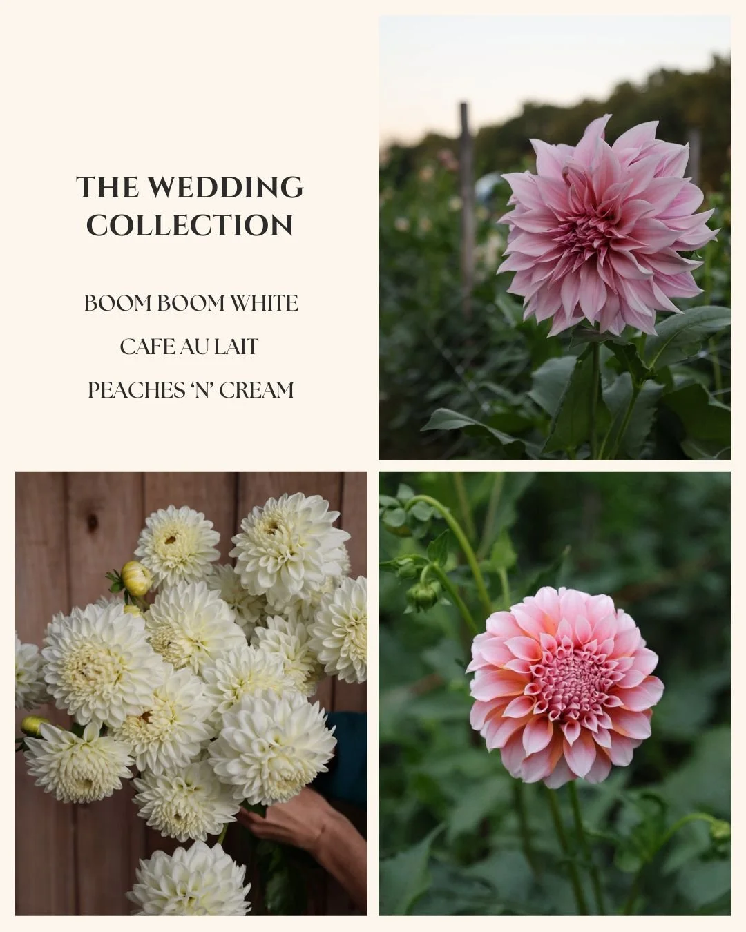 WEDDING COLLECTION.jpg