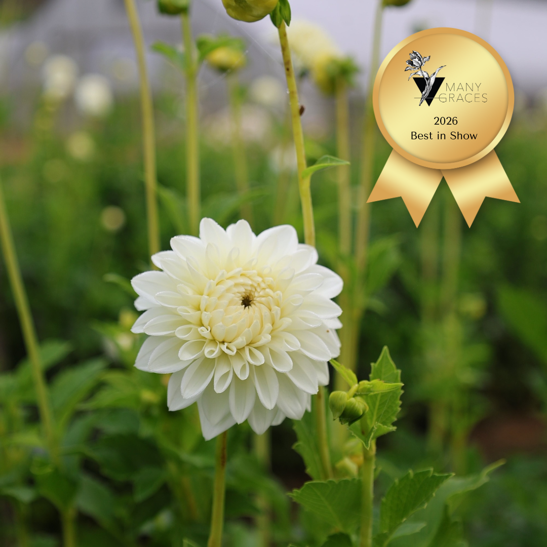 Boom Boom White Dahlia