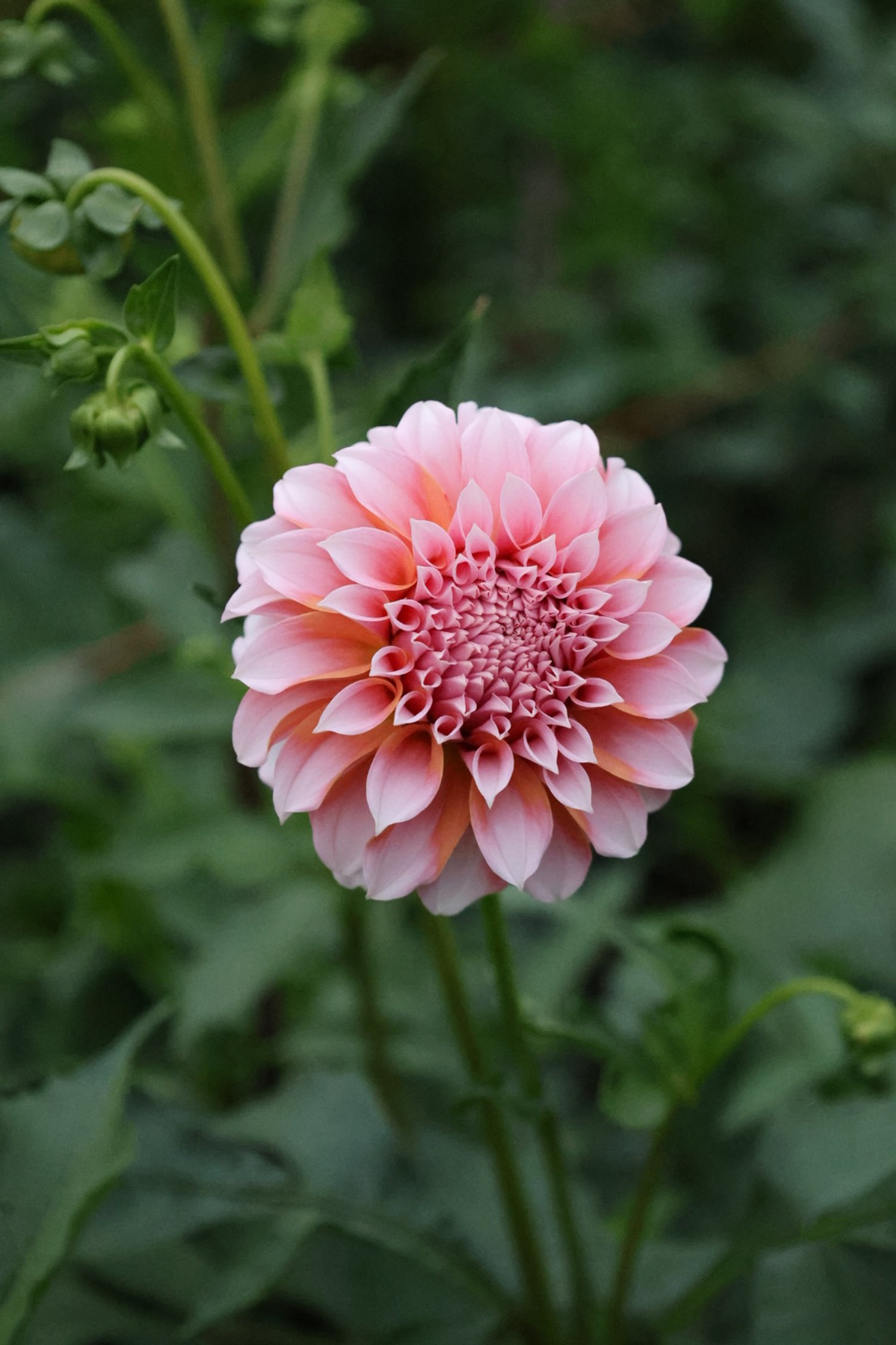 Peaches 'n' Cream Dahlia