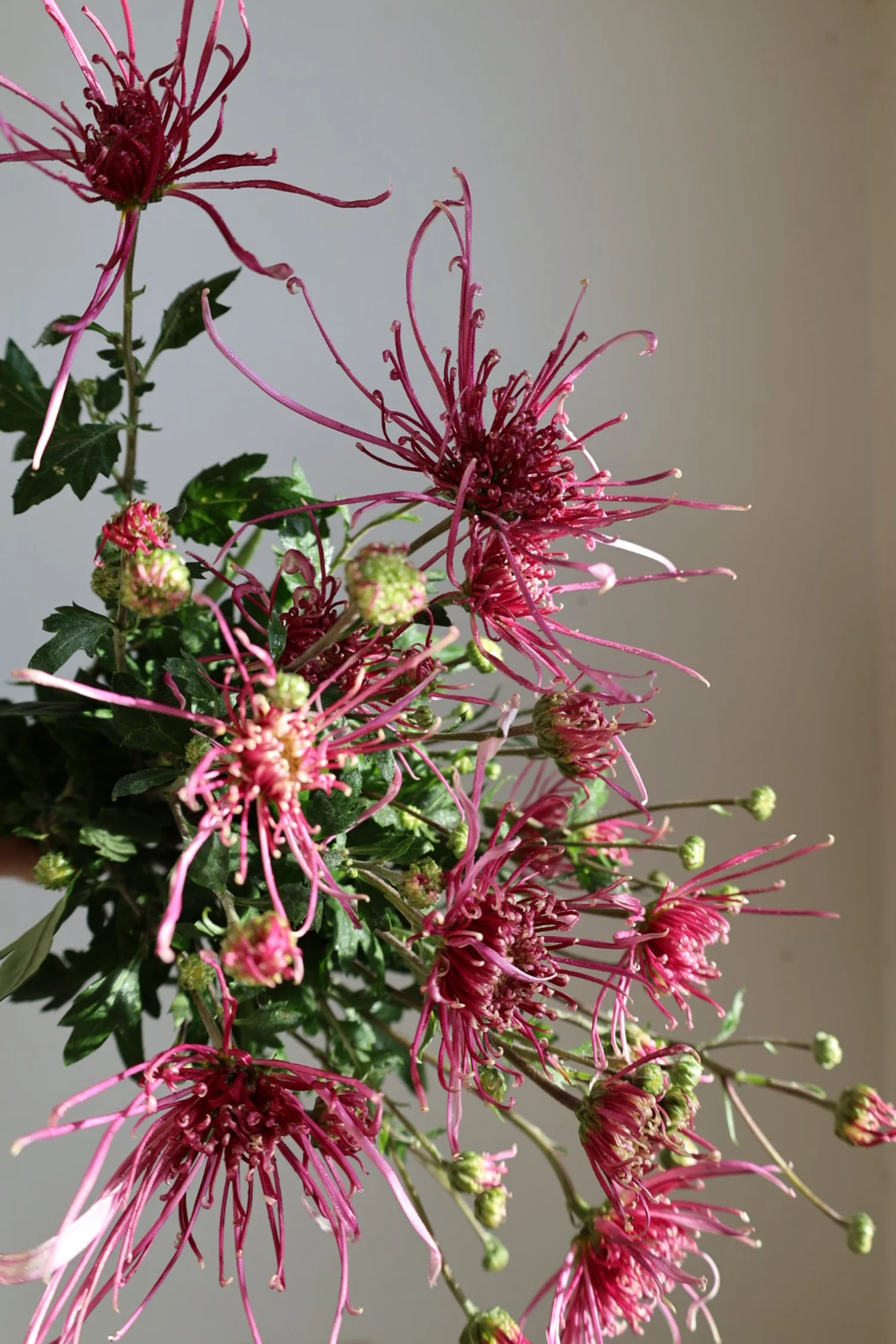 2026 Flower Subscription CSA | AUTUMN & WINTER