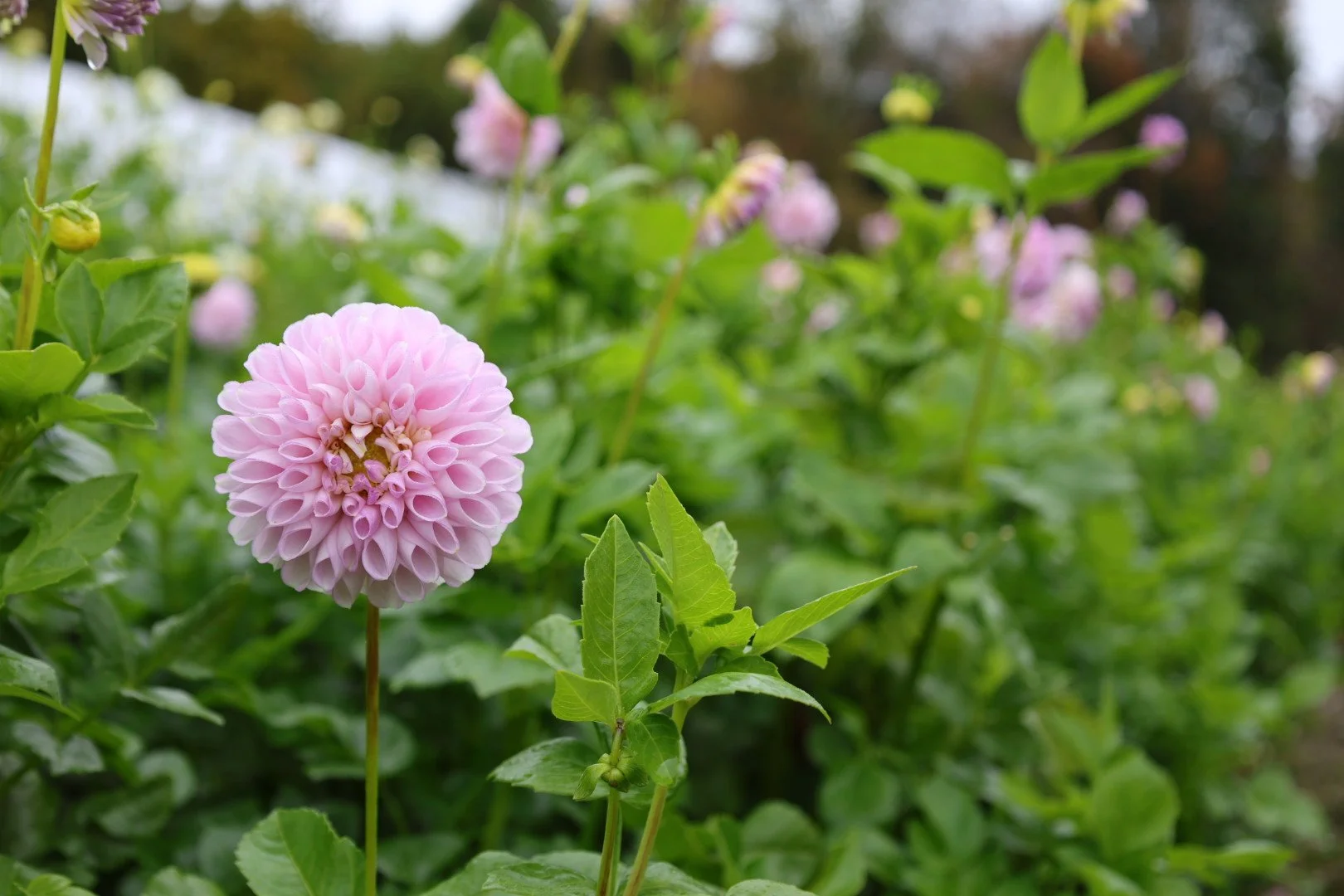 BULK BAG Snoho Sonia Dahlia