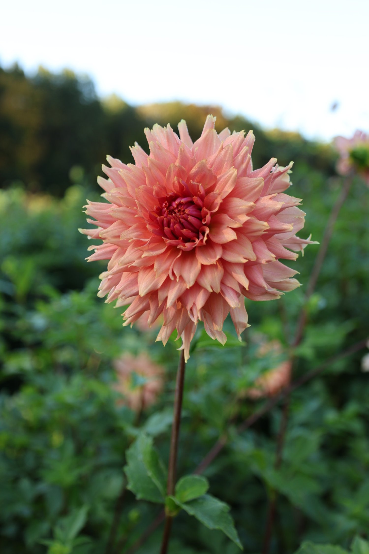 Terracotta Dahlia