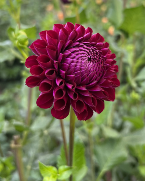 Ivanetti Dahlia