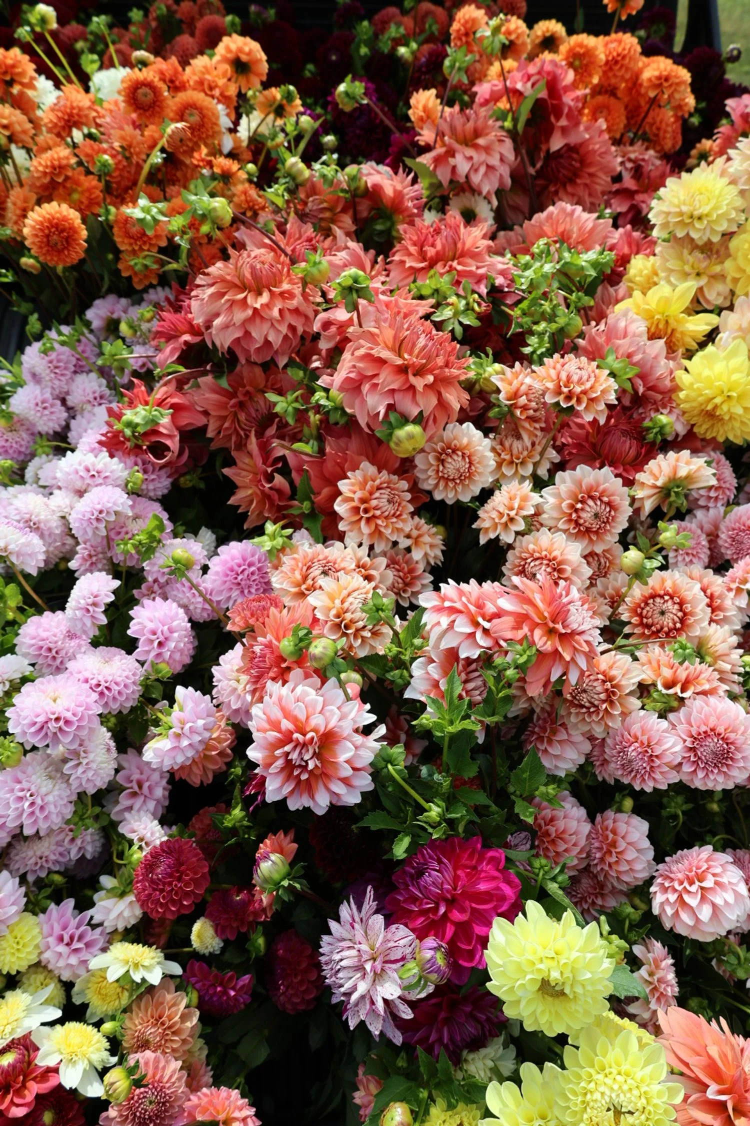 2026 Flower Subscription CSA | ALL SEASON