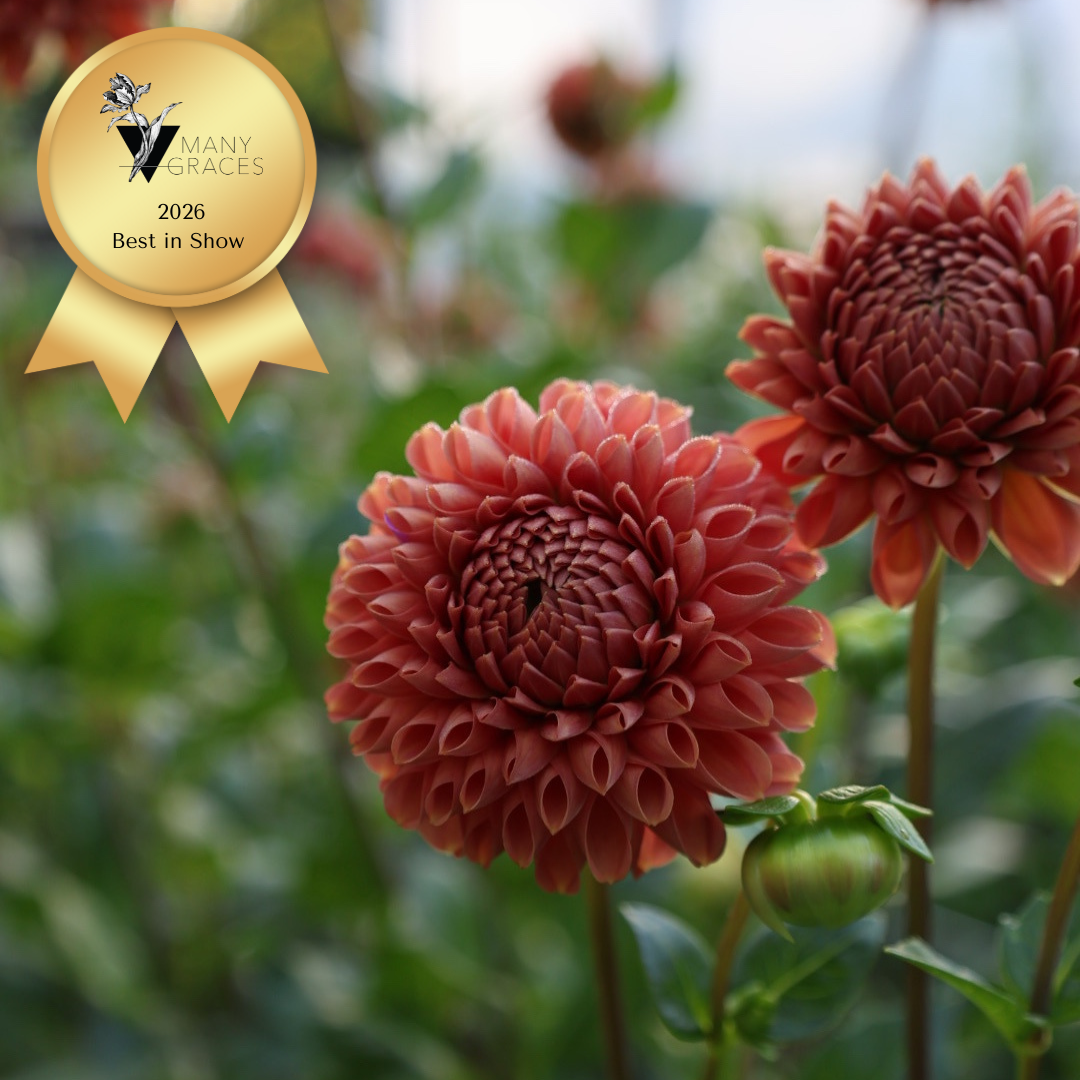 Cornel Bronze Dahlia